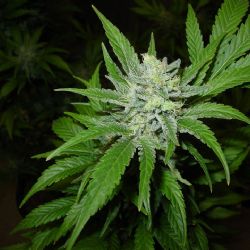 Aš: Prodával dva roky marihuanu. Hrozí mu pět let vězení