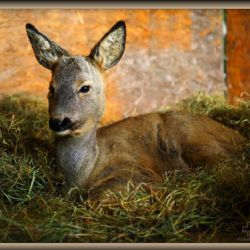 Bublava: Nalezenec srneček Vendelín se má k světu