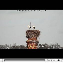 Cheb: Čápi už hnízdí. Sledovat je můžete webkamerou