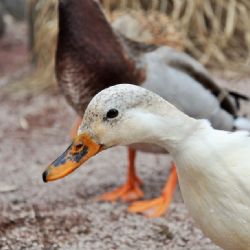 Chebsko: Ptačí chřipka zasáhla dva chovy. Zasedne krizový štáb