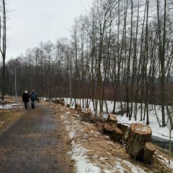 Chodov: Pokácené topoly nahradí javory