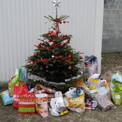 Chodov: Záchytná stanice uspořádala vánoční setkání s opuštěnými pejsky