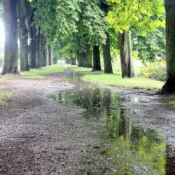 ČR, Region: Pohraniční Jasanová alej získala v anketě nejvíce hlasů
