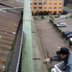 Habartov: Od listopadu odchytili přes 160 holubů. Akce pokračuje