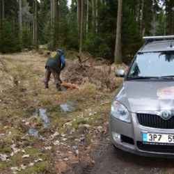 Kladská: Fena odolávala odchytu celý měsíc