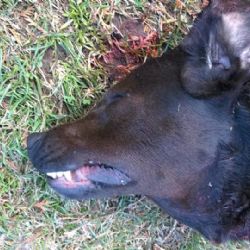 Květnová u Ostrova: Hledá se majitel