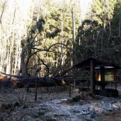 Mariánské Lázně: Chráněný památný strom padl