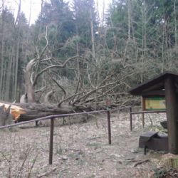 Mariánskolázeňsko: Padl Král smrků. Co s ním bude dál?