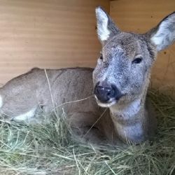 Ostrov: Hladová a dehydrovaná srnečka je již v pořádku