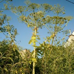 Region: Dotace na likvidaci bolševníku jsou nově i pro nájemce pozemků