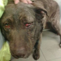 Šindelová, Chodov: Bojar se pomalu vzpamatovává z hrůzného zážitku, ale na jedno oko asi zůstane slepý