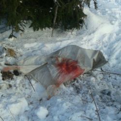 Šindelová: Zraněného psa někdo zavázal do pytle a zakopal do sněhu