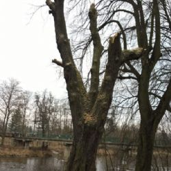 Sokolov: Staré lípy byly ošetřeny blízko cyklostezky a kláštera