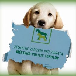 Sokolov: Vánoce s opuštěnými pejsky