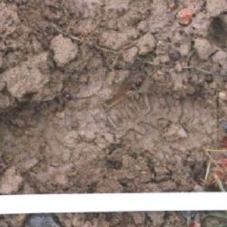 Sokolov, Waldsassen: S odcizeným vozidlem zapadl v bahně. Teď sedí ve vazbě