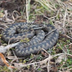 Svatobor: Seznamte se s novým maskotem místního hřbitova