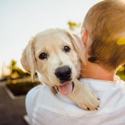 Váháte? Tady jsou důvody, proč si do rodiny pořídit psa
