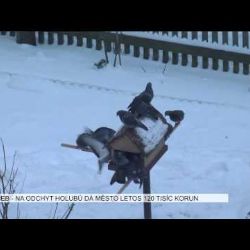 Cheb: Na odchyt holubů dá město letos 120 tisíc korun (TV Západ)