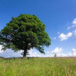Ašsko: Újezdský klen se uchází o hlasy v anketě Strom roku
