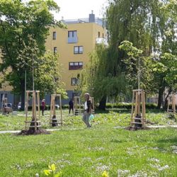 Cheb: V Sadech míru je přes 70 nově vysazených stromů