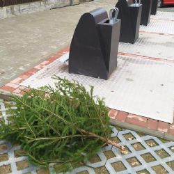 Cheb: Vánoční stromky stačí odložit k popelnicím