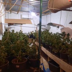 Chebsko: Pěstovali rostliny konopí