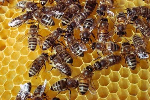 Foto: Chodov: Město opět podpoří místní včelaře