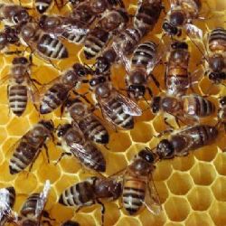 Chodov: Město opět podpoří místní včelaře