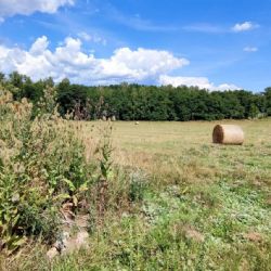 Chodov: Vzniká nová zahrádkářská kolonie, do dražby půjde 51 pozemků