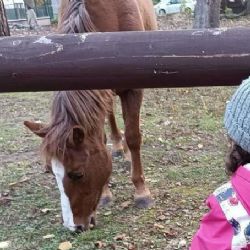 Karlovarsko: Centrum zvířat ve Staré Roli bude zachováno. Město se pokusí získat finanční prostředky na jeho provoz
