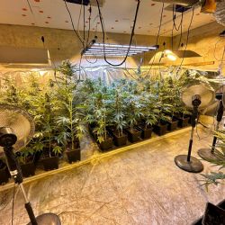 Karlovarsko: Další odhalená indoor pěstírna konopí