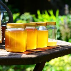 Karlovarsko: Podpora z kraje míří ke zkušeným i začínajícím včelařům