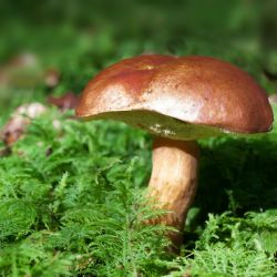 Karlovarský kraj vydal odborné publikace o vzácných houbách a drahých kamenech v regionu