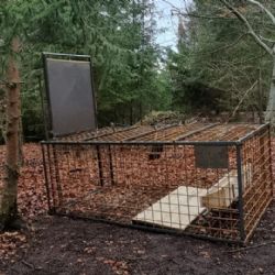 Karlovy Vary: Odchytové zařízení na divočáky bylo instalováno v Drahovicích