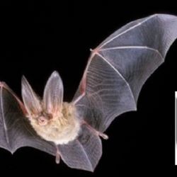 Karlovy Vary: Strážníky překvapil netopýr