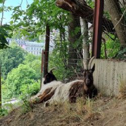 Karlovy Vary: Svahy kolem hotelu Thermal spásají kozy walliserské