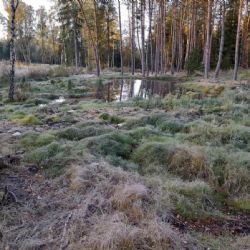 Karlovy Vary: Tůně v lázeňských lesích přispějí k zadržení vody v krajině i zvýšení biodiverzity