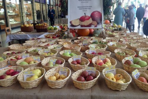 Foto: Mariánské Lázně: Hotelová škola připraví 1000 štrúdlů na festival jablek