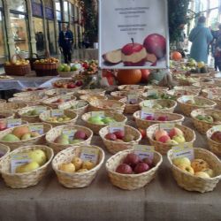 Mariánské Lázně: Hotelová škola připraví 1000 štrúdlů na festival jablek