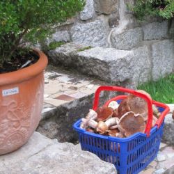 Region: Houbařská sezóna začala, nepodceňujte své síly