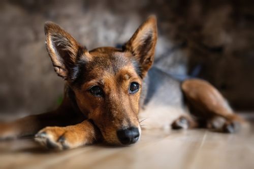 Foto: Region: Kraj bude nabízet stipendia i studentům veterinárního lékařství