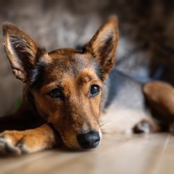 Region: Kraj bude nabízet stipendia i studentům veterinárního lékařství