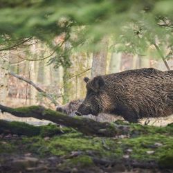 Region: Kraj vyhlašuje zcela nový dotační program na snížení počtu černé zvěře