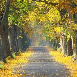 Region: Nominujte do soutěže alej, která vás chytla za srdce