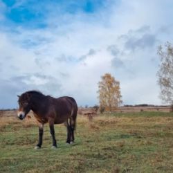 Region: Nová rezervace divokých koní dnes vzniká u Aše, zvířata odjela z Milovic