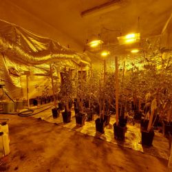 Region: Odhalena pěstírna na Karlovarsku