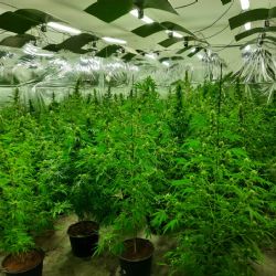 Region: Odhalena pěstírna v Karlových Varech