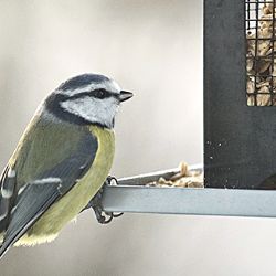 Region: Ornitologové opět sčítají ptactvo