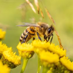 Region: Včelaři letos opět získají dotace od kraje