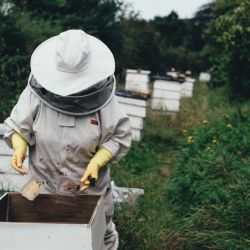 Region: Včelaři mohou začít podávat žádosti o krajské dotace
